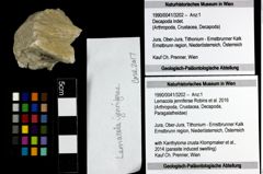 Foto (Objekt + Etiketten) von Lemacola jenniferae (Robins et al., 2016) 
